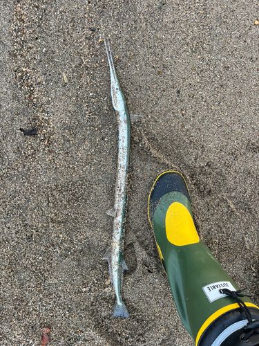 ダツの釣果
