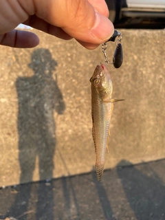 ハゼの釣果
