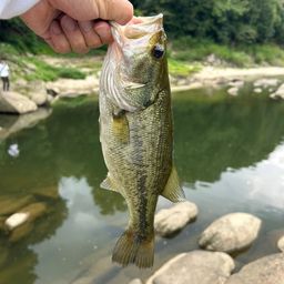 ブラックバス