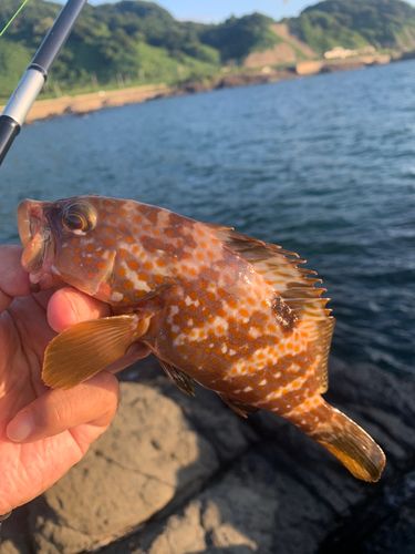 キジハタの釣果