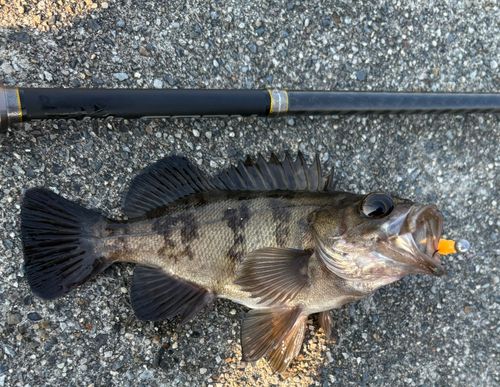 メバルの釣果