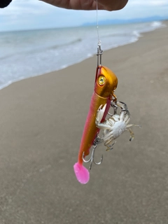 カニの釣果