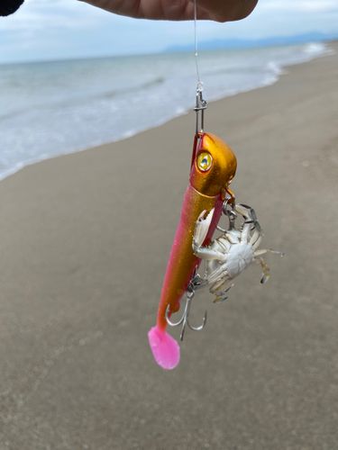 カニの釣果