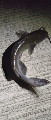 アメリカナマズの釣果