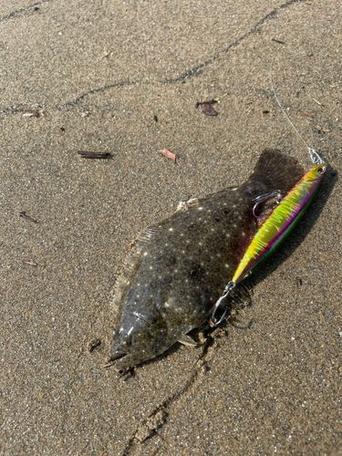 ヒラメの釣果