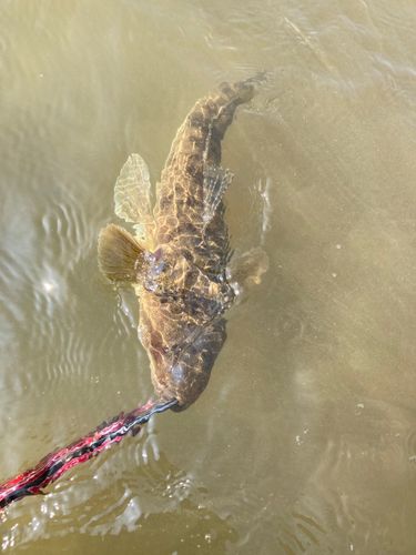 コチの釣果