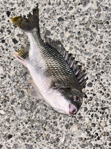 キビレの釣果