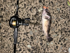 クロソイの釣果