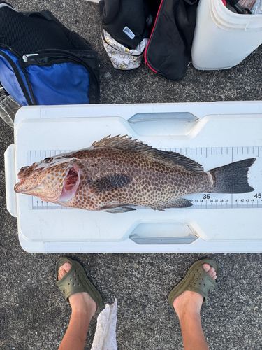 オオモンハタの釣果