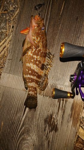 キジハタの釣果