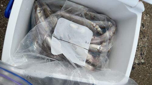 キスの釣果