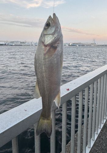 セイゴ（マルスズキ）の釣果