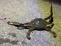 ワタリガニの釣果