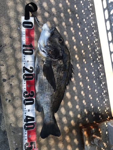 チヌの釣果