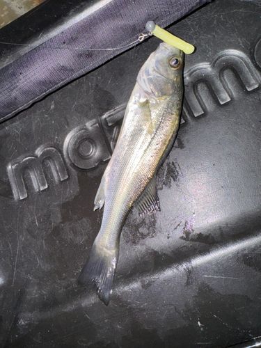 セイゴ（タイリクスズキ）の釣果