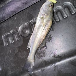 セイゴ（タイリクスズキ）