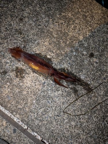 スルメイカの釣果