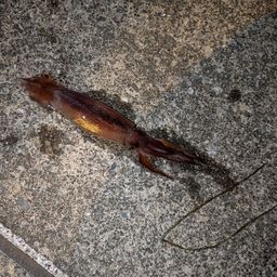 スルメイカ