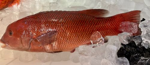 コブダイの釣果