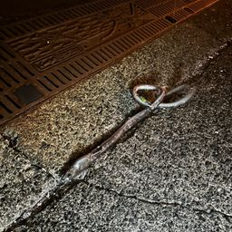 ホタテウミヘビ