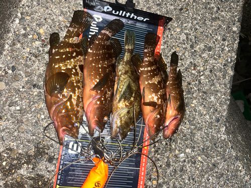 キジハタの釣果