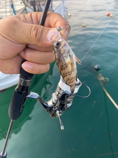 メバルの釣果