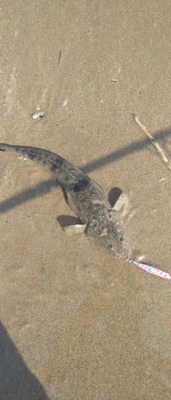 マゴチの釣果