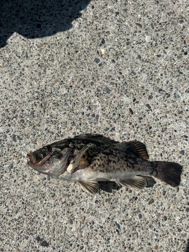 マゾイの釣果