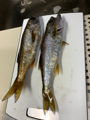 クロムツの釣果