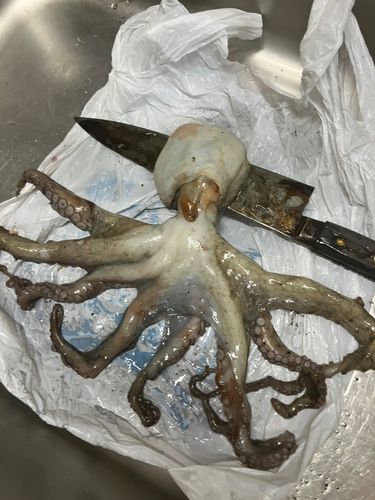 タコの釣果