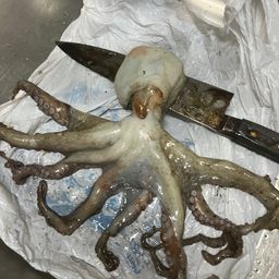 タコ