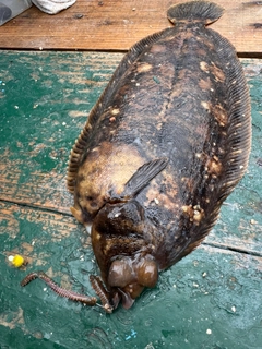 ナメタガレイの釣果