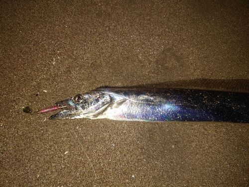 タチウオの釣果