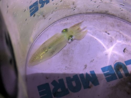 ヒイカの釣果
