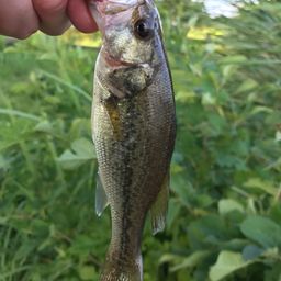 ラージマウスバス