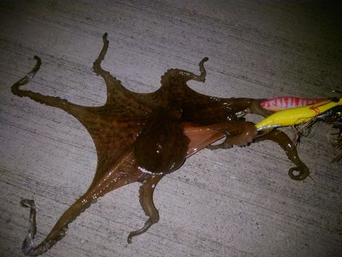 タコの釣果