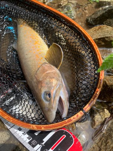 イワナの釣果