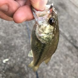 ラージマウスバス