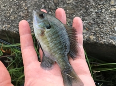 ブルーギルの釣果