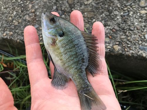 ブルーギルの釣果