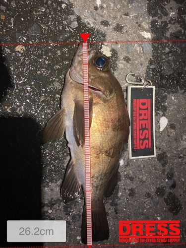 メバルの釣果