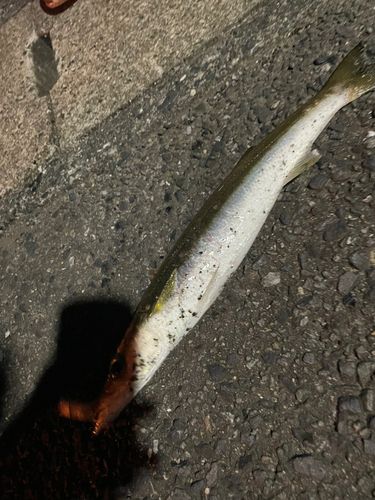 カマスの釣果
