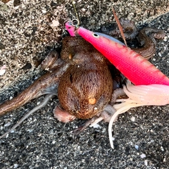 マダコの釣果