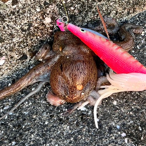 マダコの釣果
