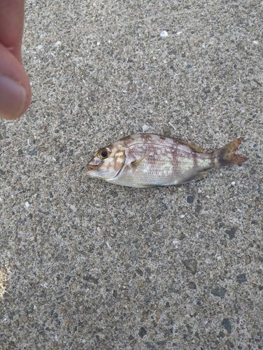 チャリコの釣果