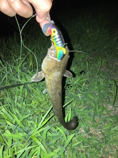 ナマズの釣果