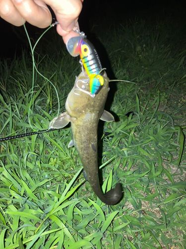 ナマズの釣果