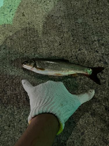 ウグイの釣果
