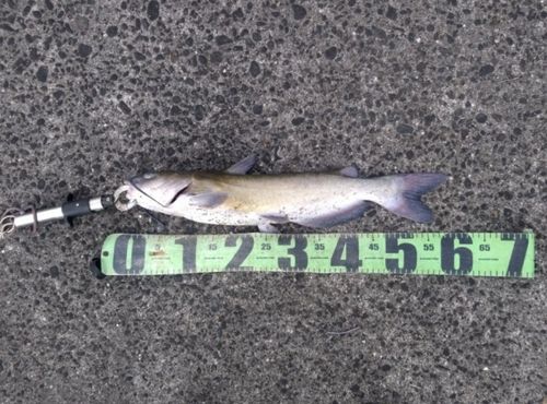 アメリカナマズの釣果