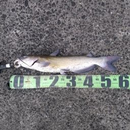 アメリカナマズ